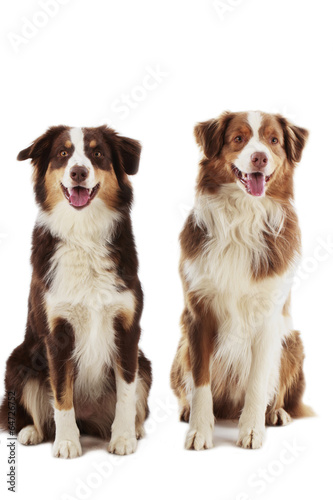Fototapeta Naklejka Na Ścianę i Meble -  Zwei Australian Shepherd Hunde