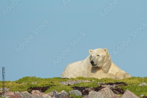 Polar Bear waking up on a patch of grass