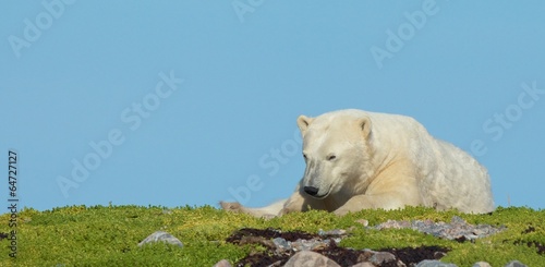 Sleepy Polar Bear on a patch of grass CP LT