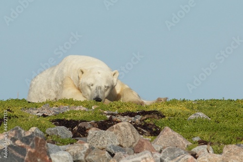 Polar Bear sleeping on a grassy knoll