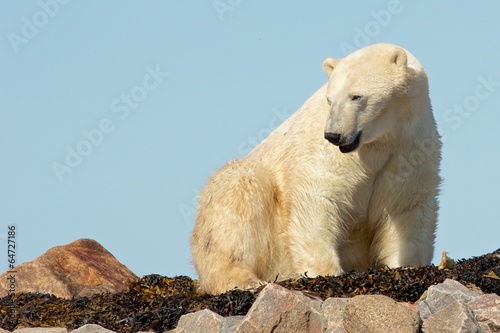 Polar Bear waking up
