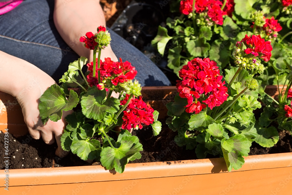 Naklejka premium Blumenkasten wird bepflanzt