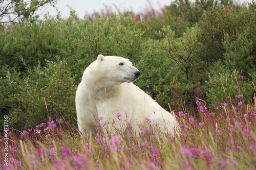 Polar Bear and Fire Weed 3
