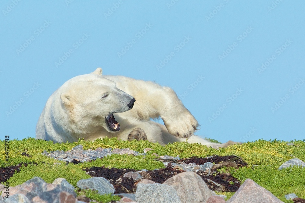 Polar Bear on a grassy knoll 7 WB Polar Bear on a grassy knoll 7 WB