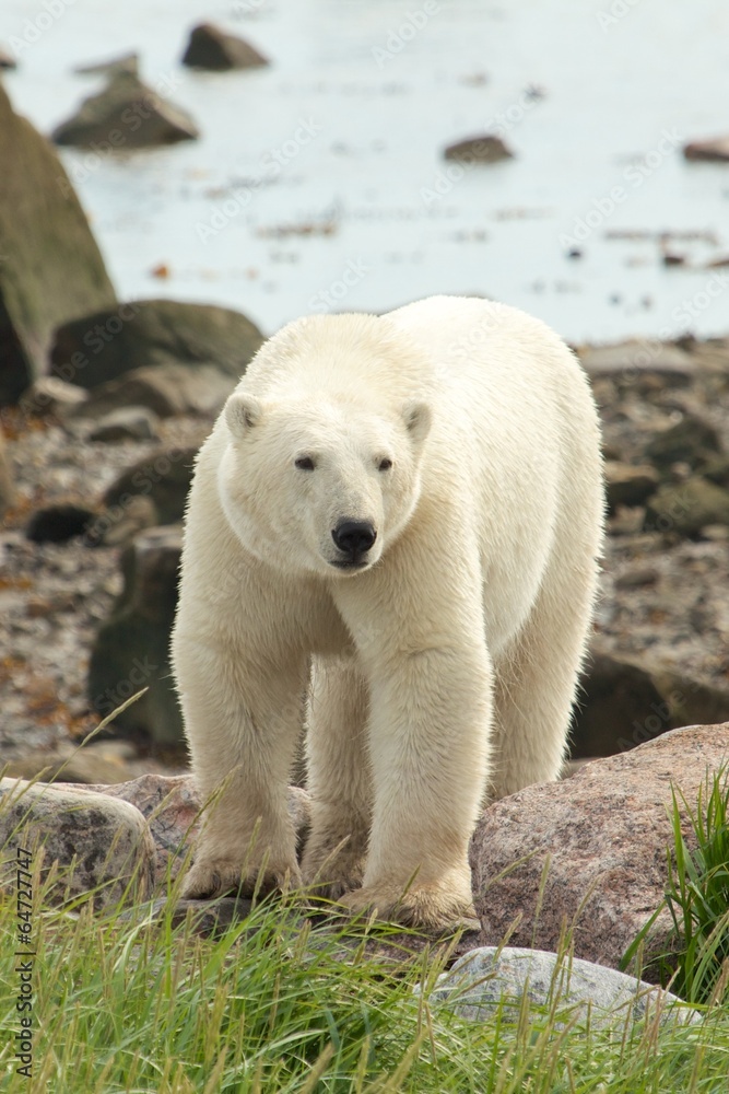 Fototapeta premium Polar Bear on the shore 1