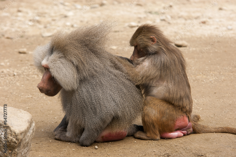 Fototapeta premium lousing baboons