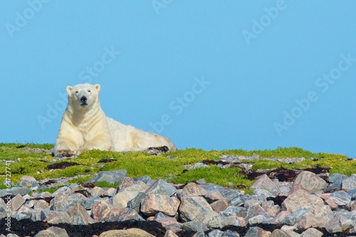 Polar Bear on the rocks 1 CP WB