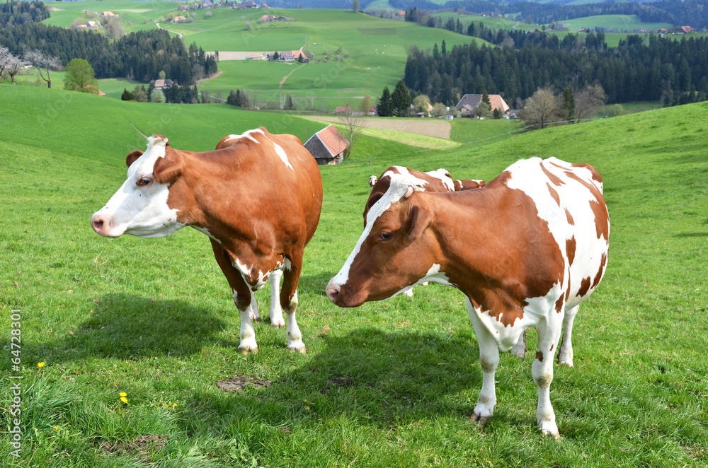 Cows in Emmental region, Switzerland Cows in Emmental region, Switzerland
