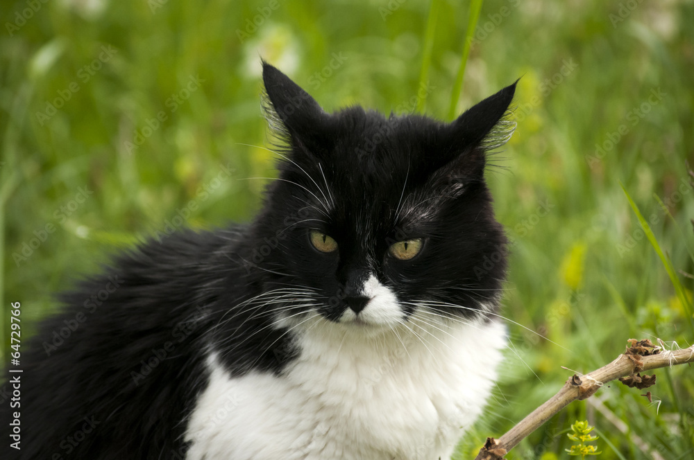 Black and white cat closeup on rural background
