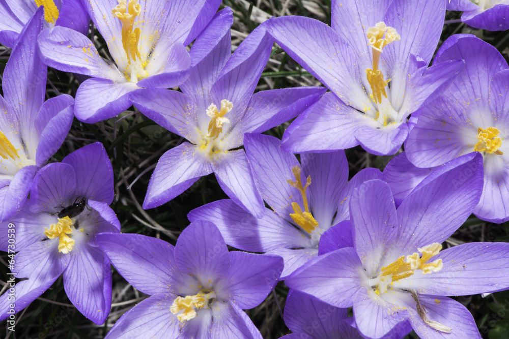 Blue crocus