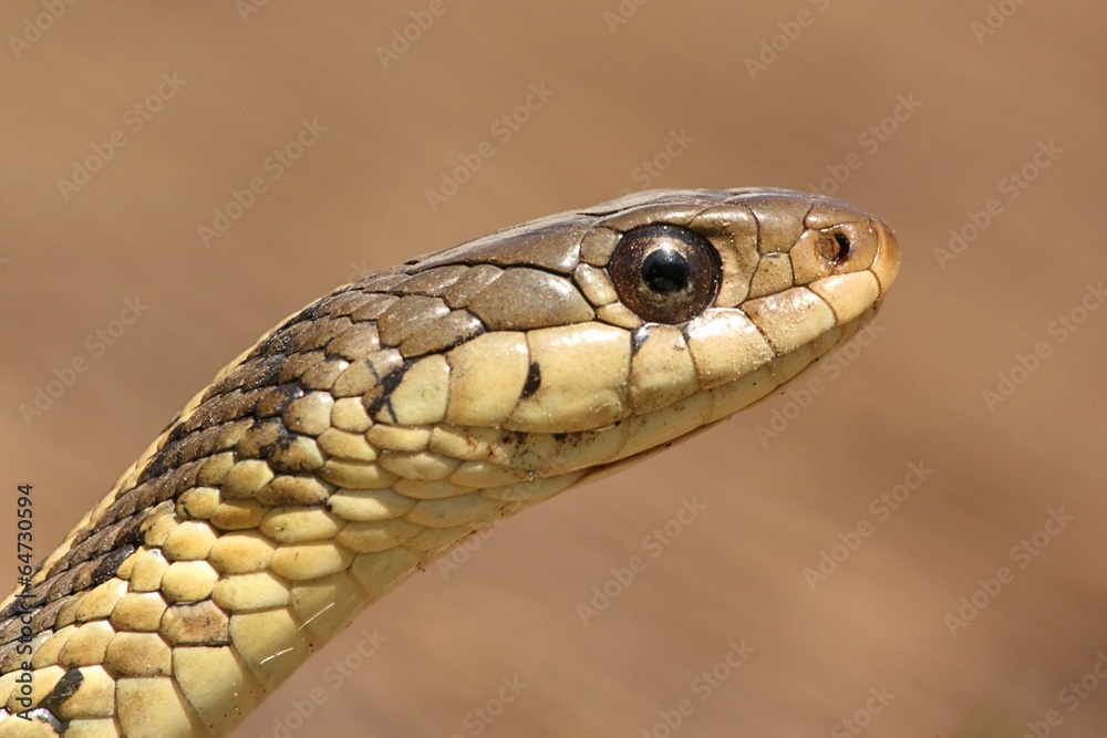 Garter Snake (Thamnophis sirtalis) Garter Snake (Thamnophis sirtalis)
