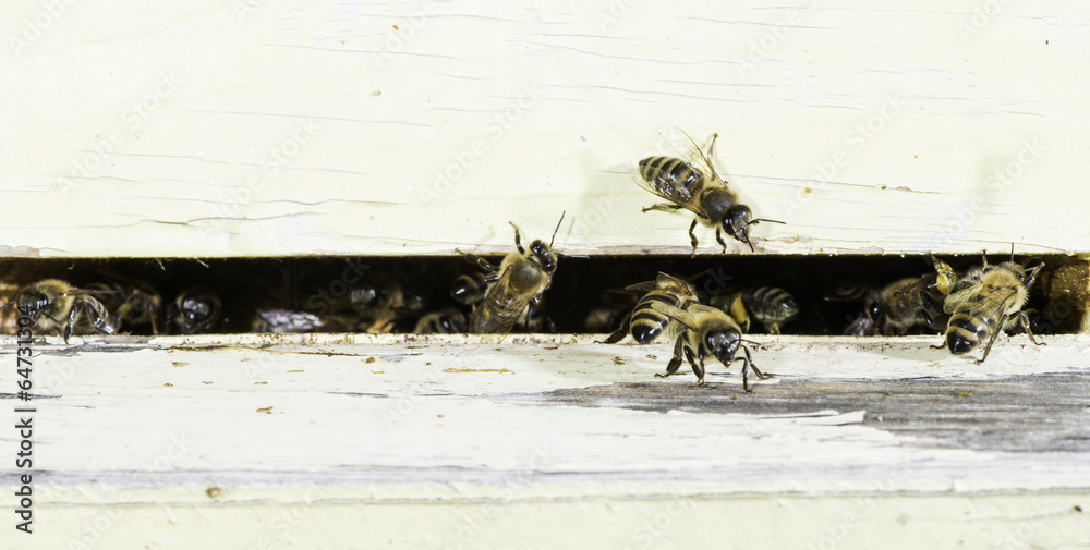 Obraz premium Bees entering the hive