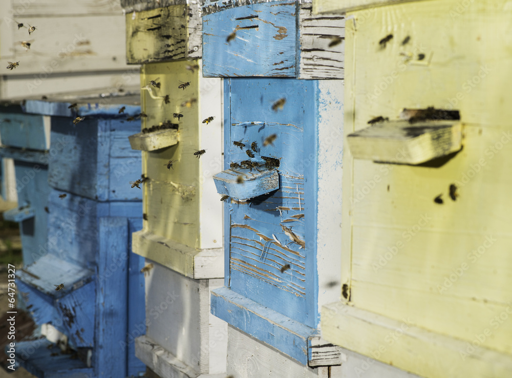 Swarm of bees fly to beehive Swarm of bees fly to beehive