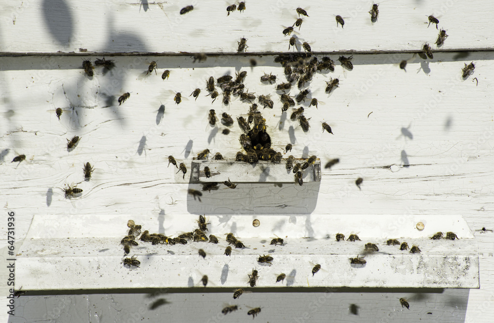 Bees entering the hive - obrazy, fototapety, plakaty 