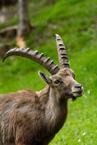 Stambecco delle Alpi - Capra Ibex