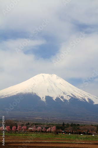 富士山と富士桜