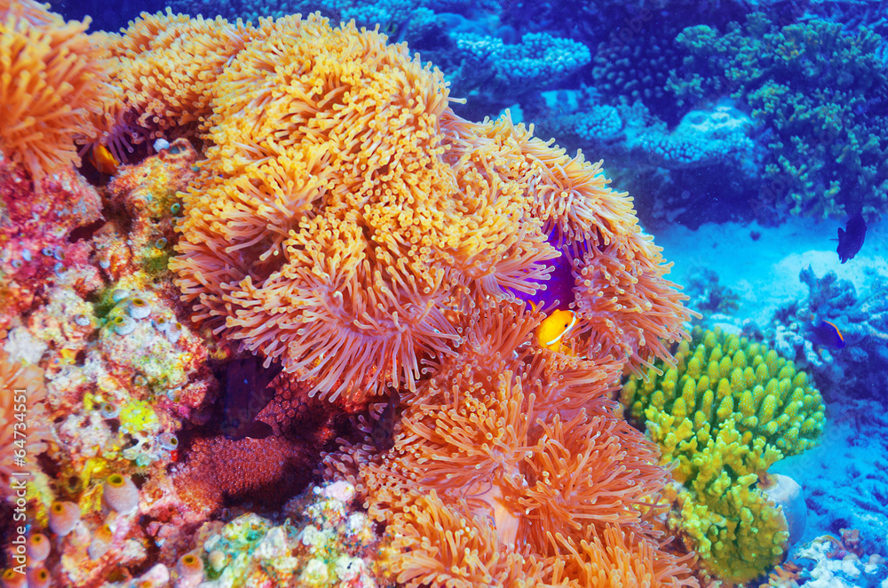 Fototapeta premium Clown fish in coral garden