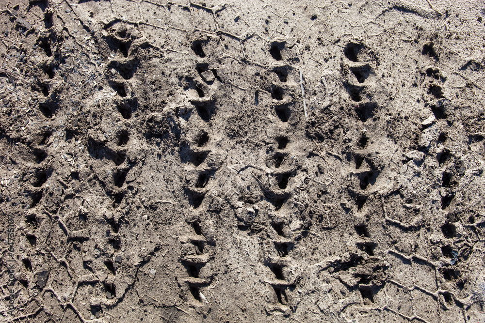 Caterpillar tracks traces on the ground