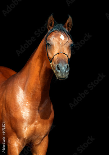 portrait of wonderful bay  arabian mare