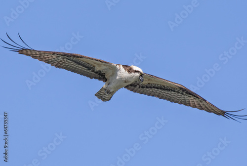 Osprey with wings spread.
