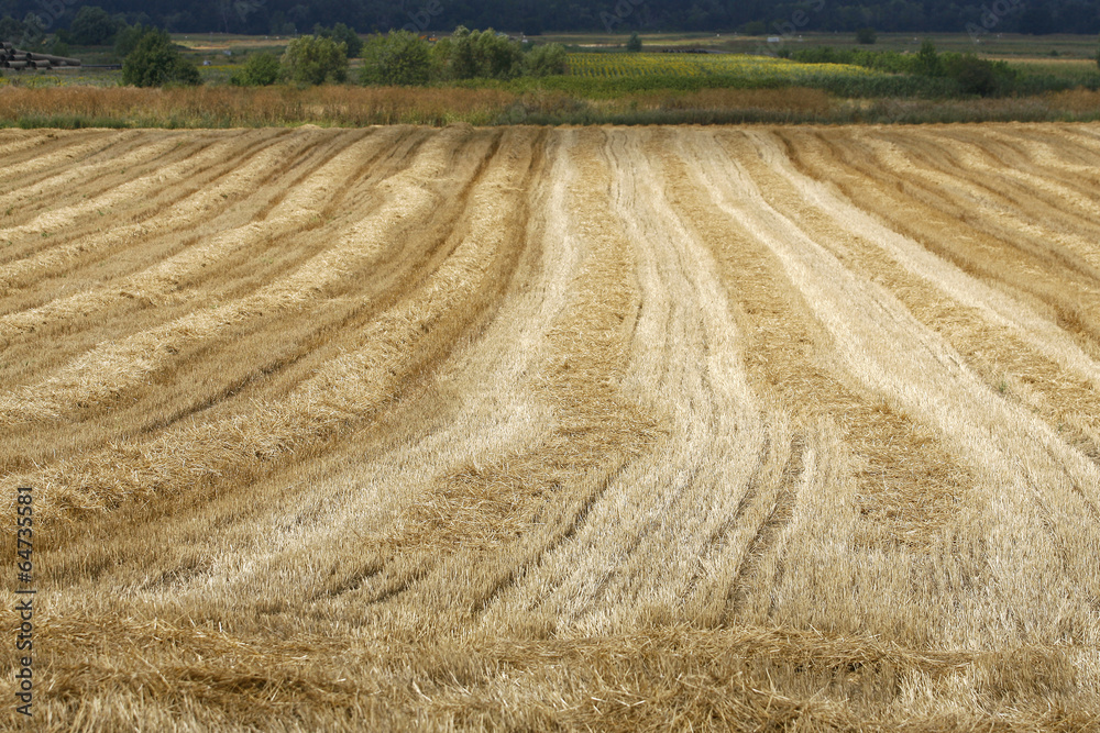 Fototapeta premium wheat field after mowing