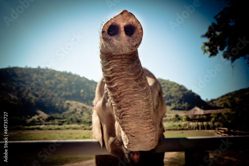 Canvas Print Elephant in Sanctuary