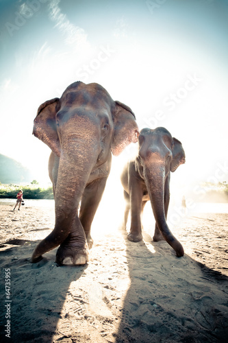 Photography Elephant in Sanctuary