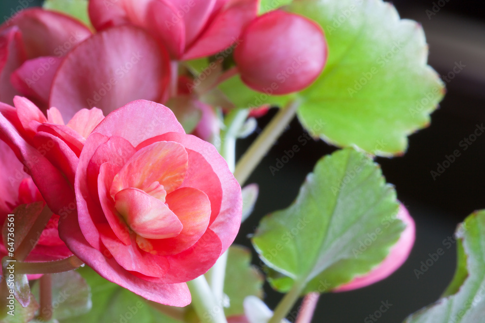 Begonia Blooms Begonia Blooms