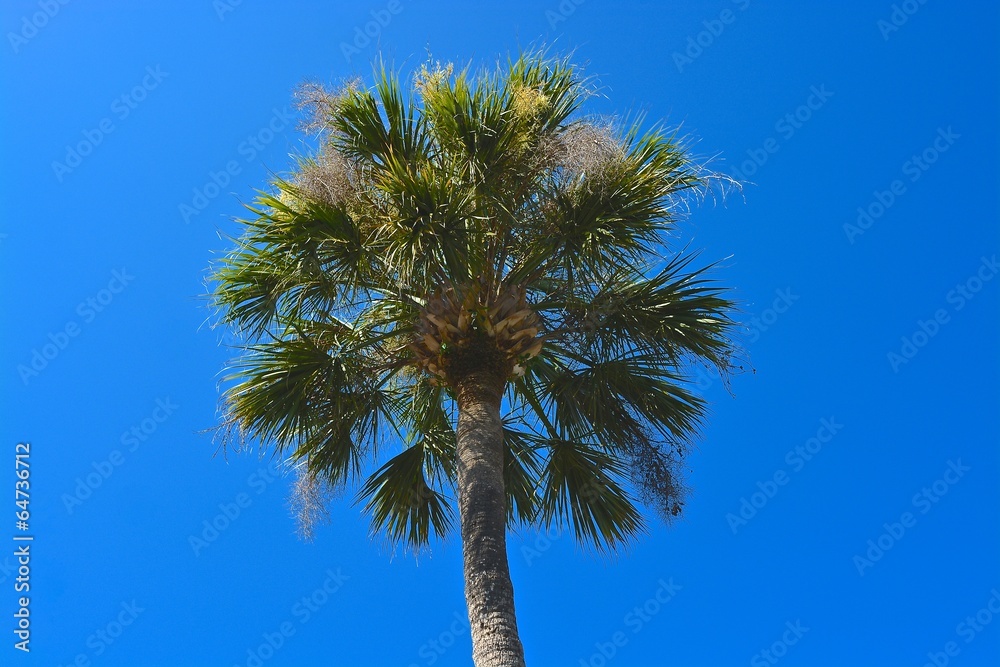 Fototapeta premium Palm tree