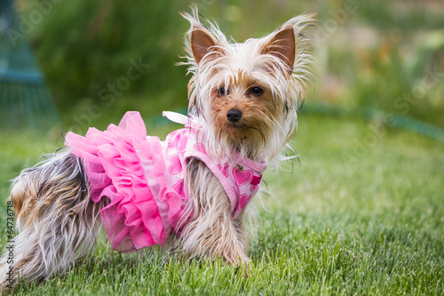 adorable puppy in pink photo