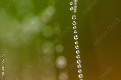 Dew Drops on Spider Web