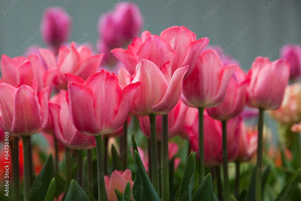 Fototapeta premium Pink Tulips
