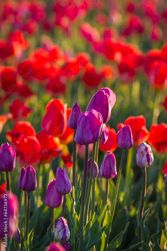 Fototapeta premium tulip farm in oregon