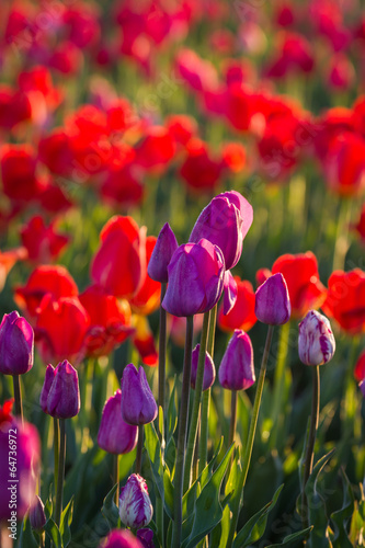 Fototapeta Naklejka Na Ścianę i Meble -  tulip farm in oregon