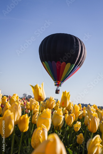 Fototapeta Naklejka Na Ścianę i Meble -  hot air balloon ride over the tulips