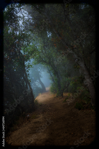 Big Sur Redwood Forest Misty Trail
