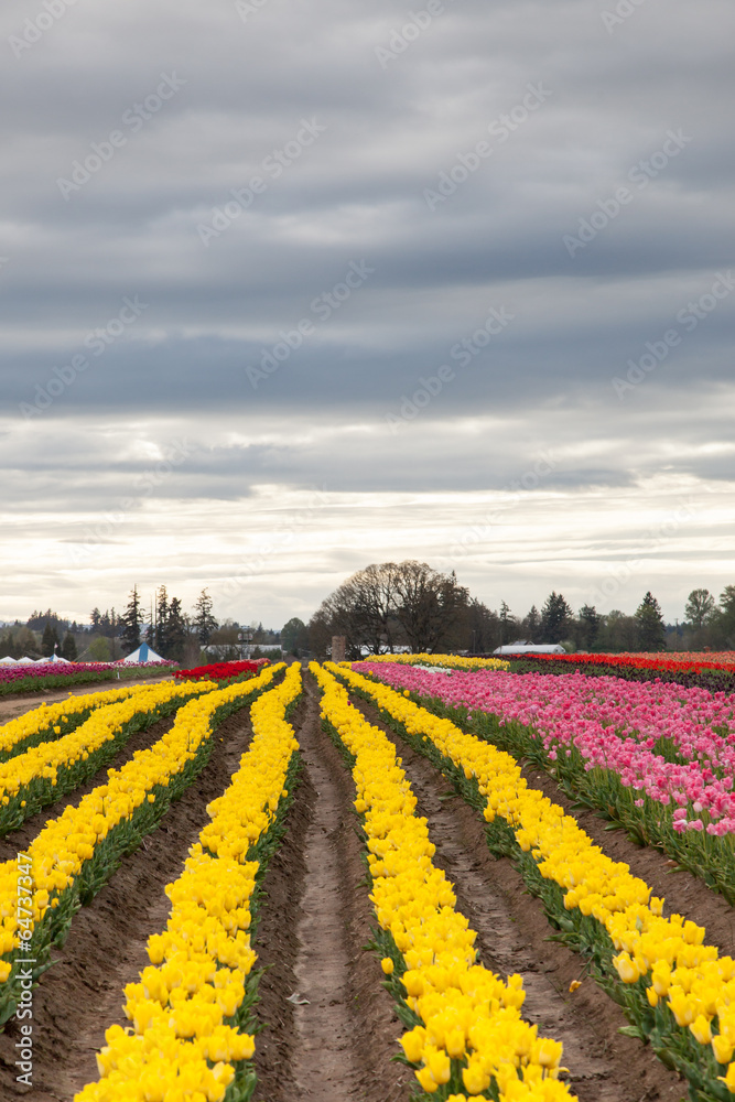Crooked Rows of Tulips