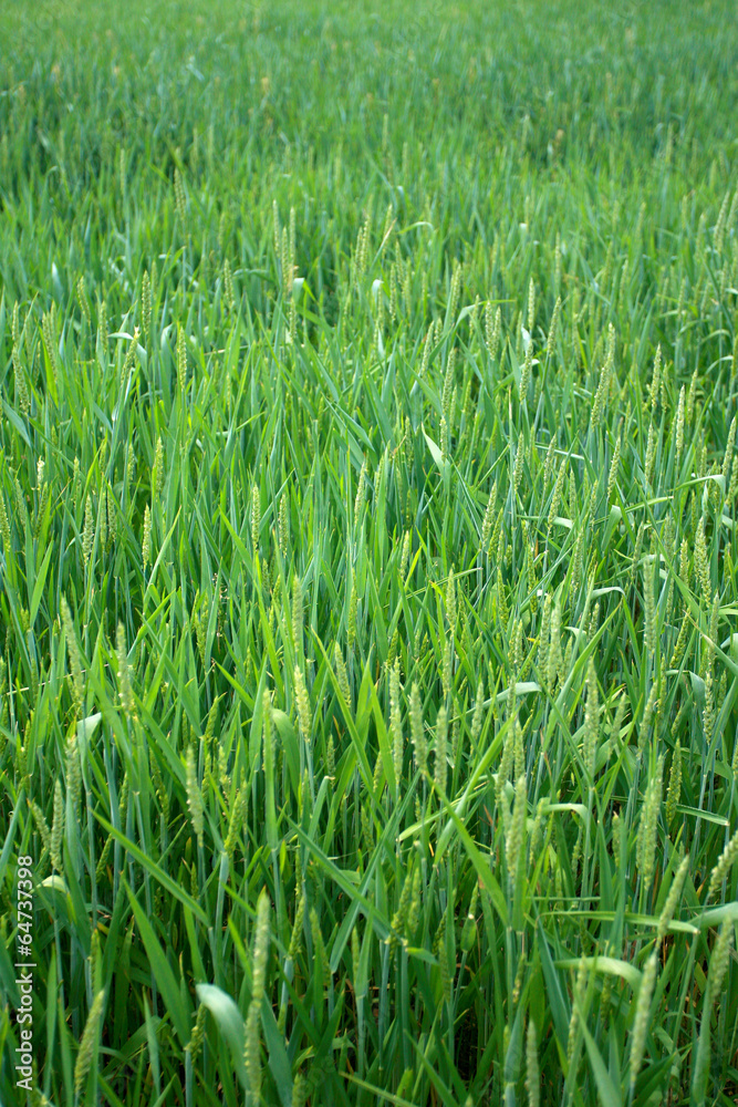 Green Wheat field and countryside scenery