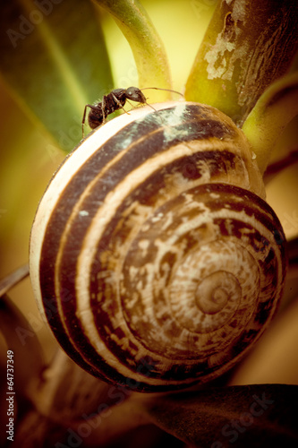 Ant on Snail Shell photo