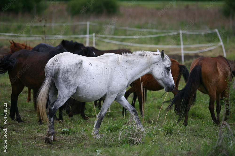 horses in the countryside in a field near mountains horses in the countryside in a field near mountains