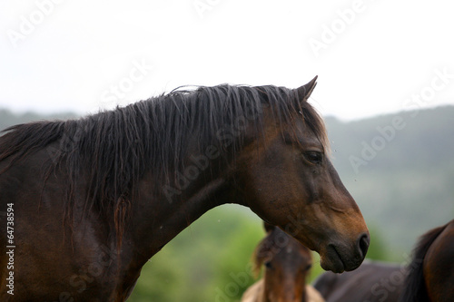 horses in the countryside in a field near mountains © Nebojsa