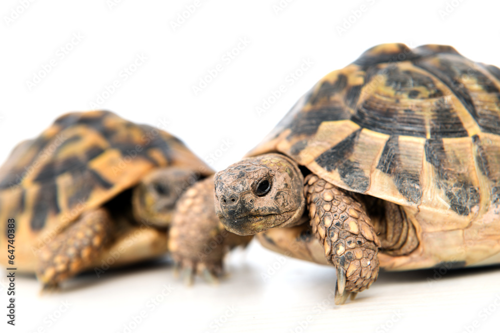 Obraz premium two turtles