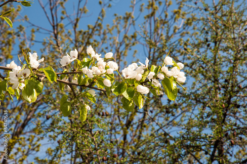 Fototapeta Naklejka Na Ścianę i Meble -  Flowers of the Apple-tree after the rain