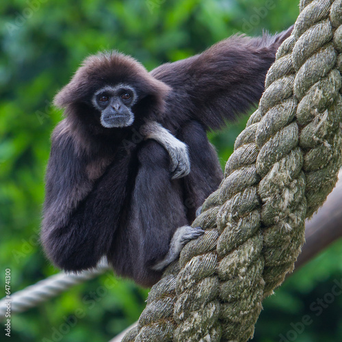 Lar Gibbon, or a white handed gibbon photo