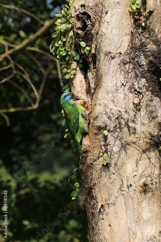 Muller s Barbet is biting wood chips photo