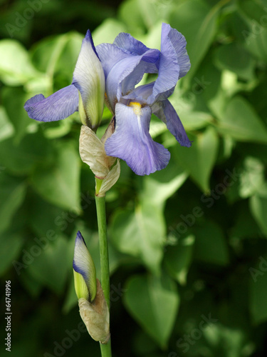 Blue Iris