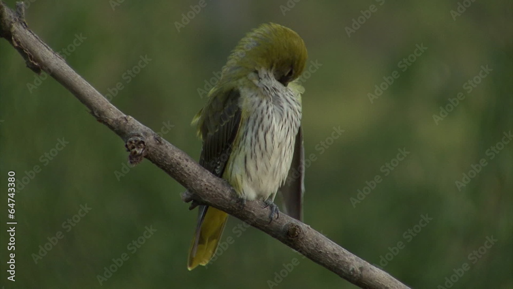 Exotic bird perched on branch. Golden oriole perched on tree. Exotic bird perched on branch. Golden oriole perched on tree.