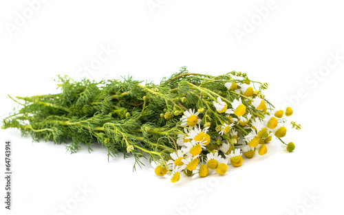 Fototapeta Naklejka Na Ścianę i Meble -  Medical daisy