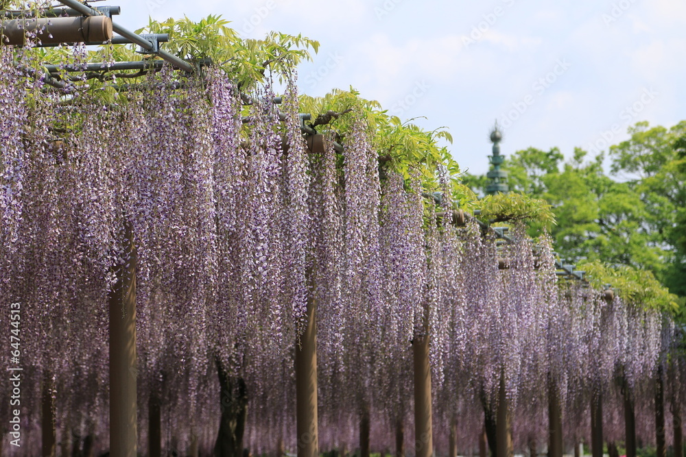 Fototapeta premium 藤の花