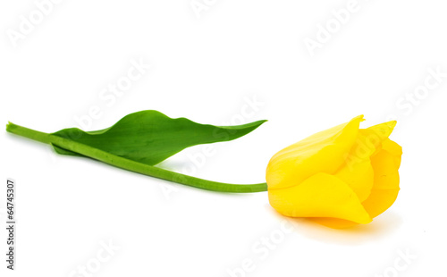 Yellow tulips isolated